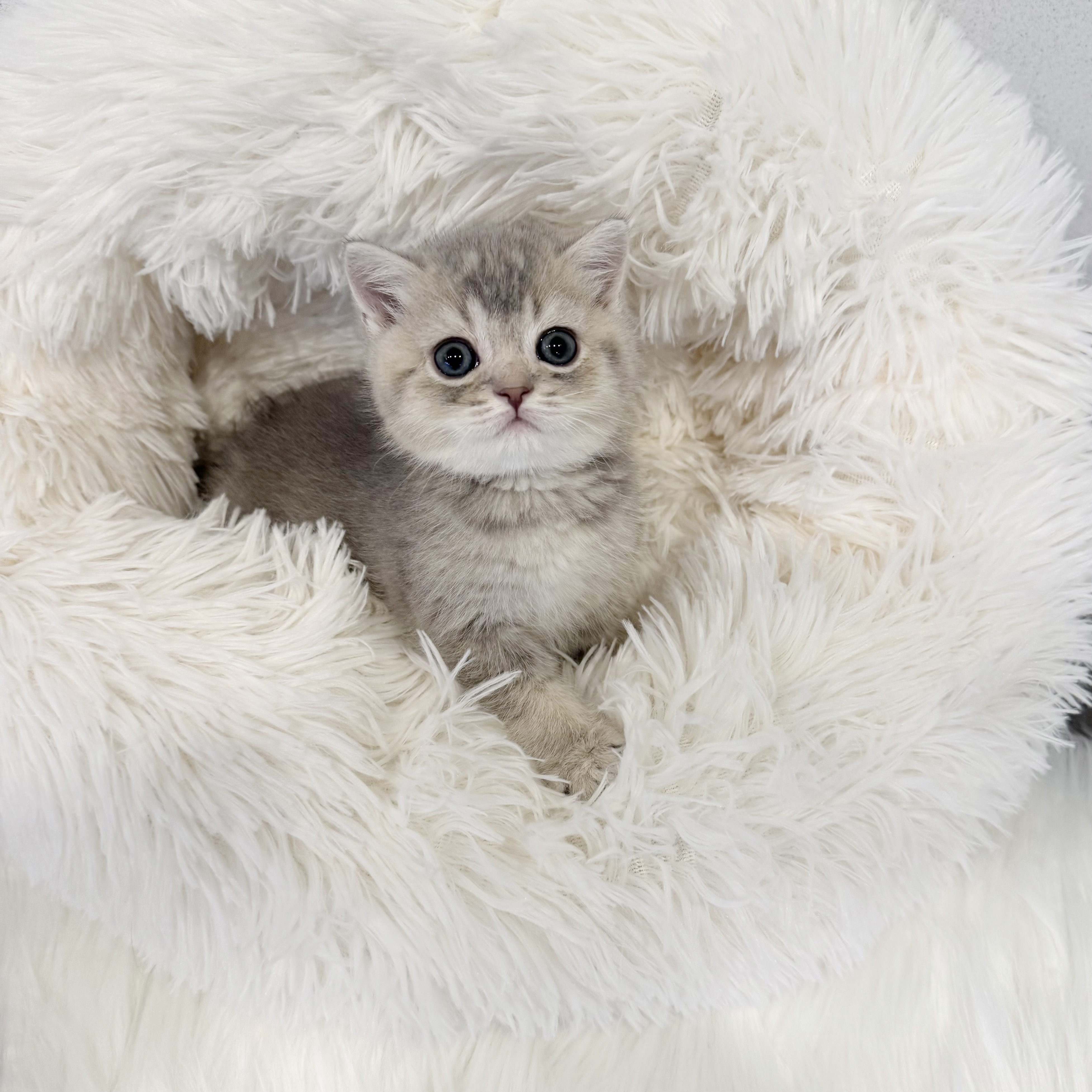 브리티시 분양합니다